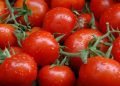 NATURAL WONDERS OF TOMATOES