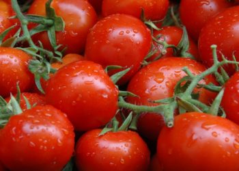 NATURAL WONDERS OF TOMATOES